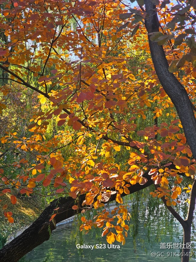 【叶落成诗】相映成色