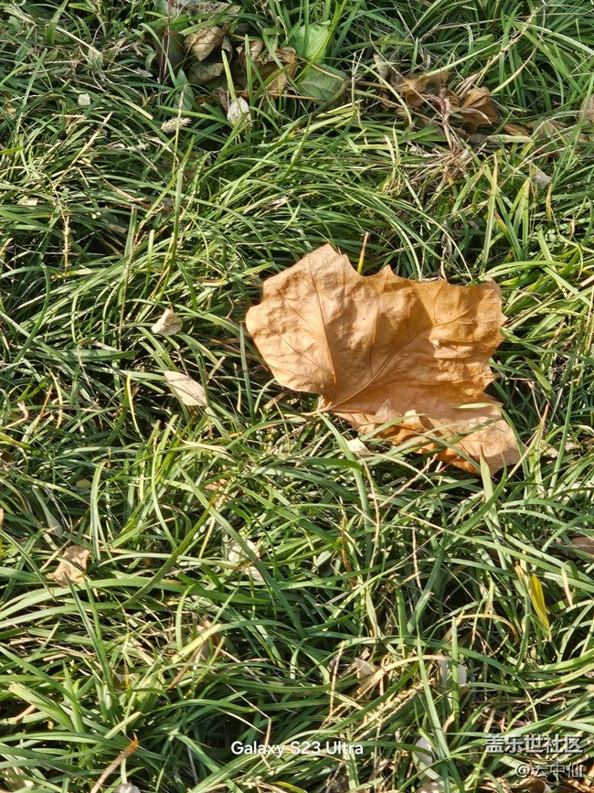 【叶落成诗】流逝