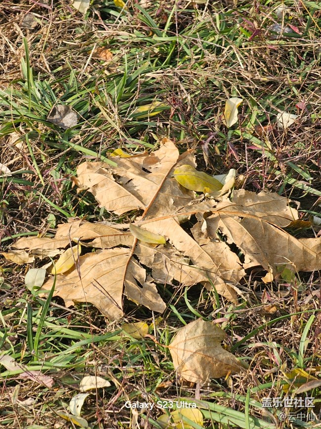 【叶落成诗】流逝