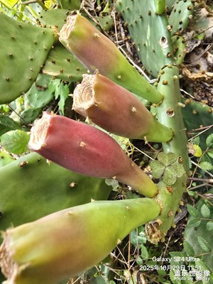 【城市生命力】+城市路边仙人掌