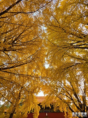 【城市生命力】秋日美景