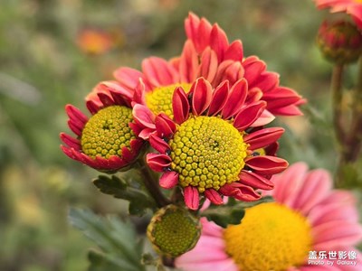 生日这天发点照片吧