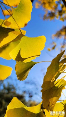 银杏金黄