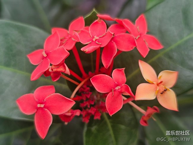 【全镜影像】花开