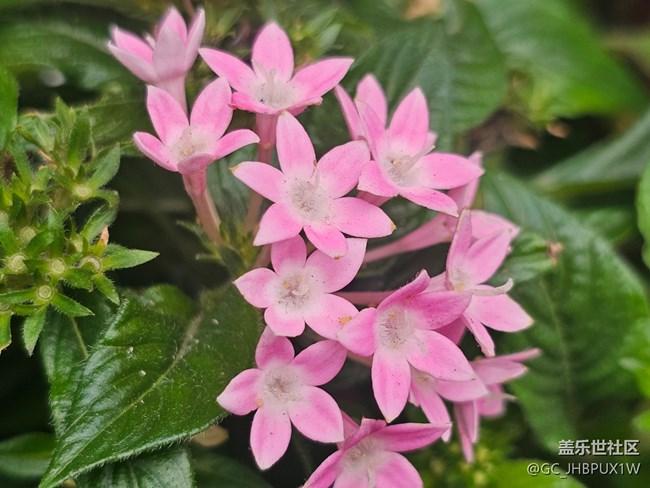 【东北的那一抹红】偶遇