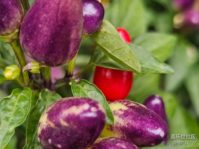 【东北的那一抹红】偶遇