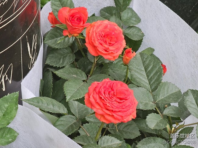 【东北的那一抹红】花店红花