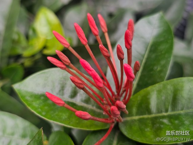 【全镜影像】花开