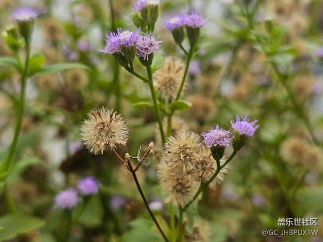 【全镜影像】花开