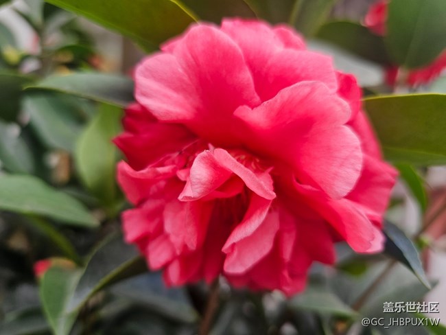 【东北的那一抹红】偶遇