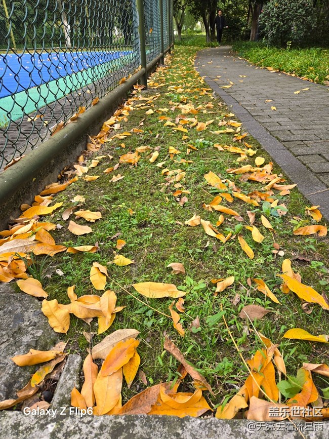 【叶落成诗】秋叶絮语