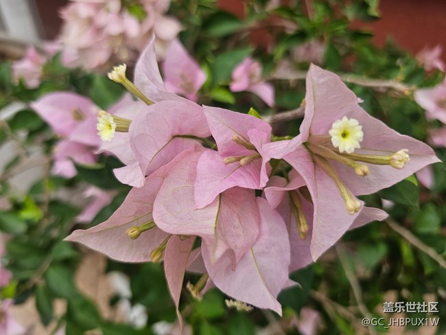 【东北的那一抹红】偶遇