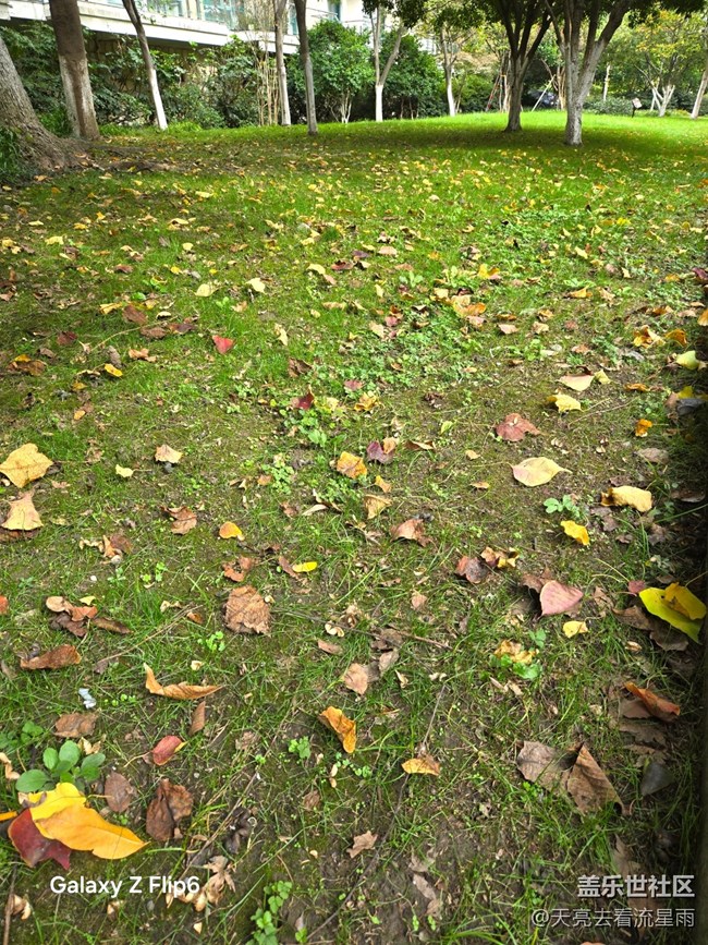 【叶落成诗】秋叶絮语