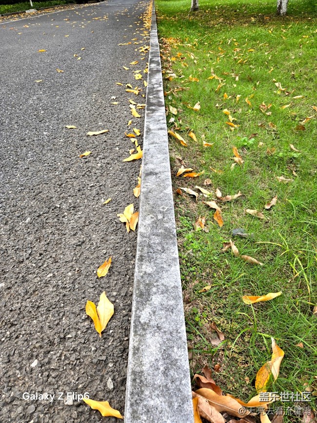 【叶落成诗】秋叶絮语