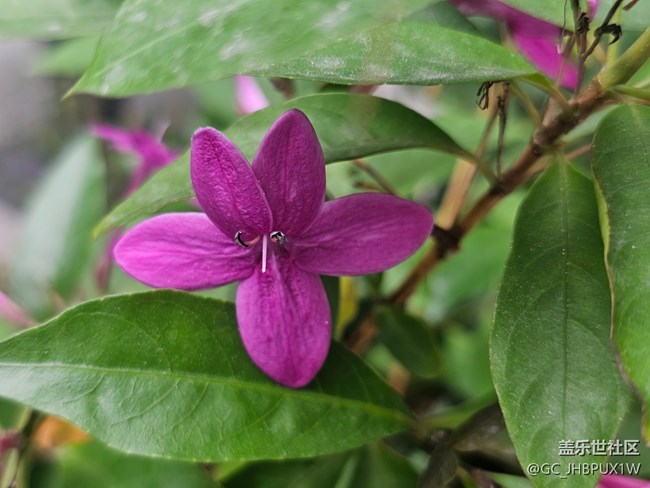 【全镜影像】花开