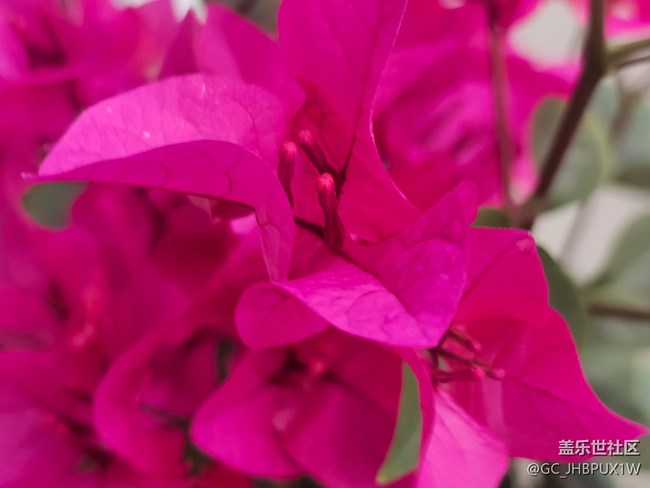 【全镜影像】花开