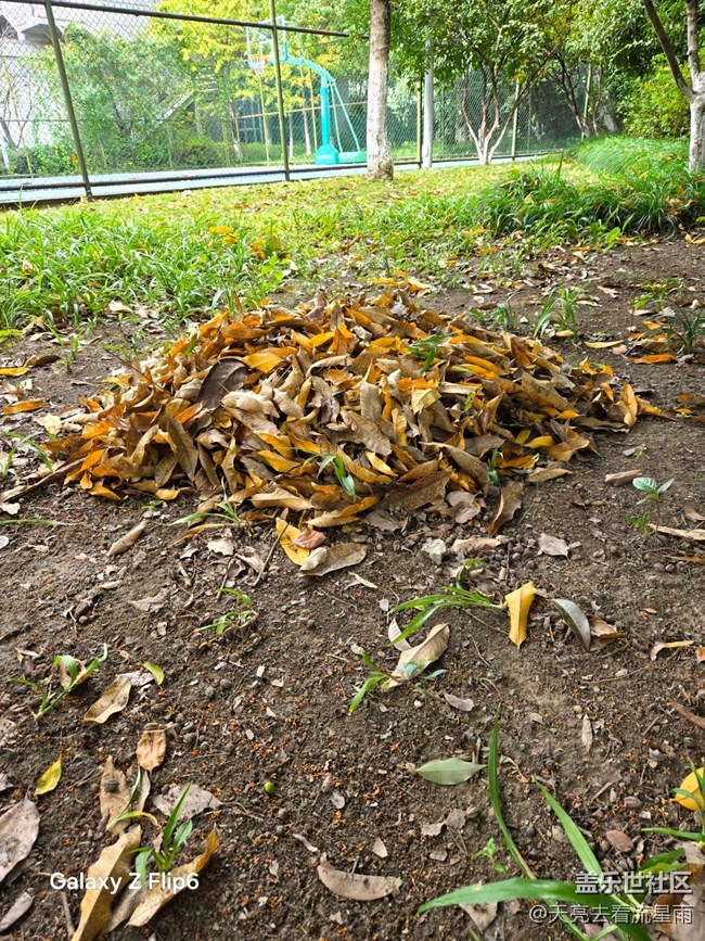 【叶落成诗】秋叶絮语