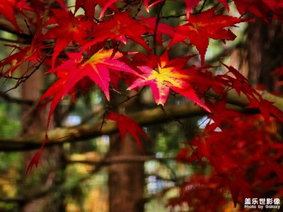 【城市生命力】秋