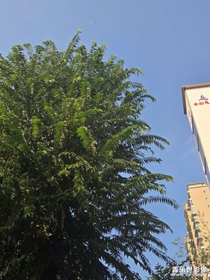 【城市生命力】+生活诗意