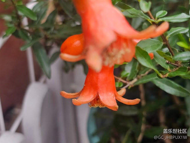 【东北的那一抹红】偶遇