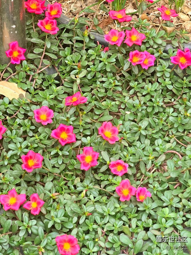 【东北的那一抹红】秋高气爽