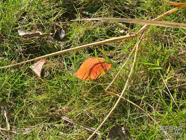 【东北的那一抹红】秋高气爽