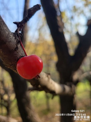 【地标最佳机位】+深秋时节的雁南公园