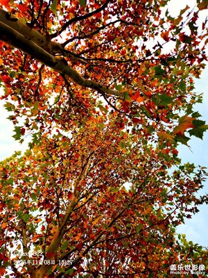 【地标最佳机位】+深秋