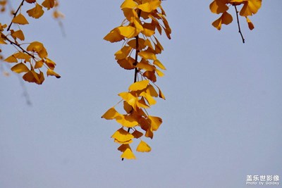 秋天拍银杏大概是保留节目