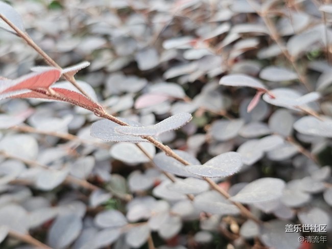 【东北的那一抹红】秋高气爽