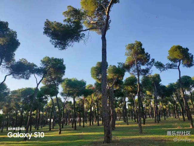 【鹏城寻冬记】森林