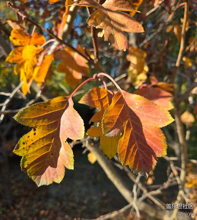 【寻找生活中的温暖】阳光暖寒秋