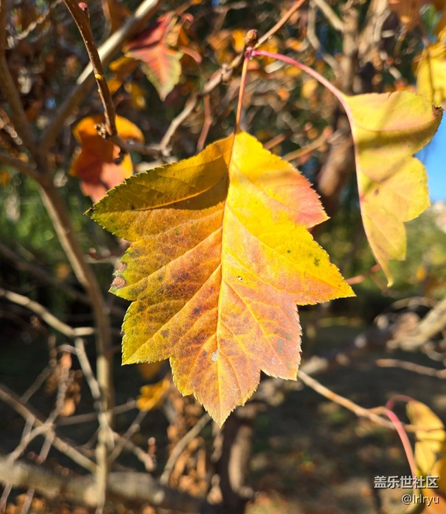 【寻找生活中的温暖】阳光暖寒秋