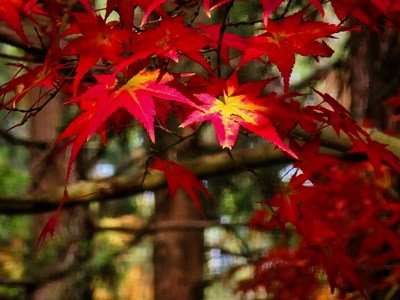 已开奖【摄影版块十一月第四周】色彩对话
