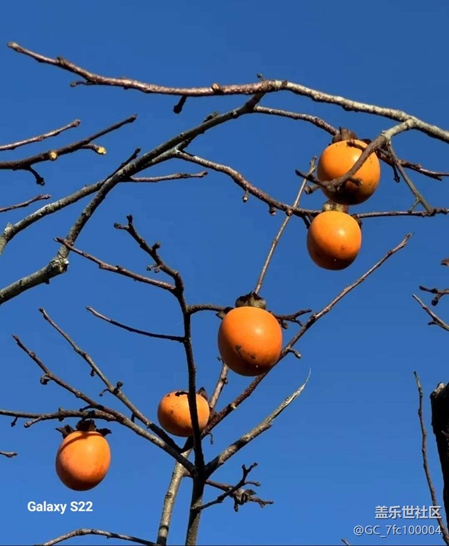 【鹏城寻冬记】柿柿如意