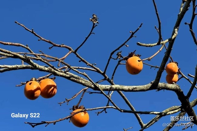 【鹏城寻冬记】柿柿如意