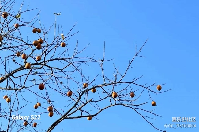 【鹏城寻冬记】柿柿如意