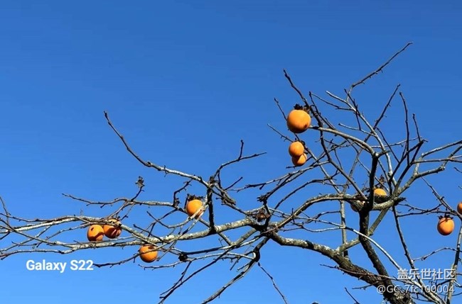 【鹏城寻冬记】柿柿如意