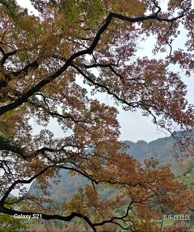 【鹏城寻冬记】红枫