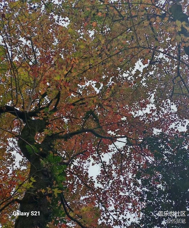 【鹏城寻冬记】红枫