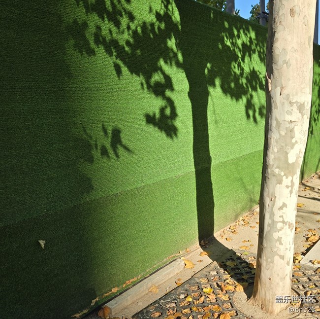 【光影里的故事】树影知秋