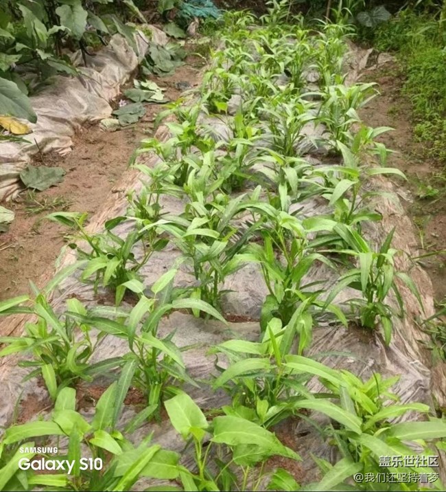 【鹏城寻冬记】田园的快乐