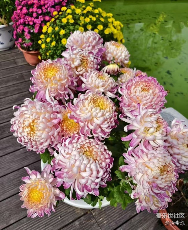 【全镜影像】秋天赏菊