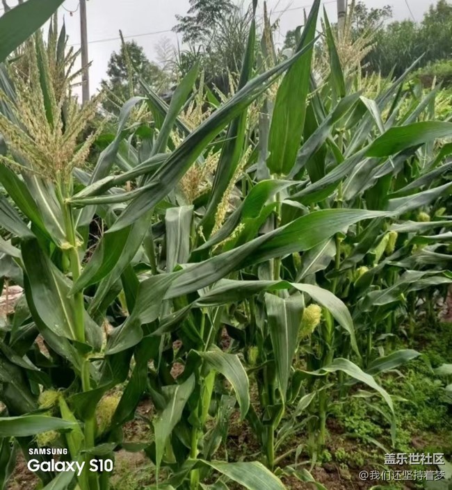 【鹏城寻冬记】田园的快乐