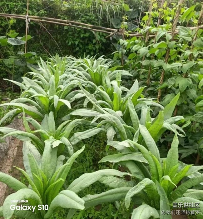 【鹏城寻冬记】田园的快乐
