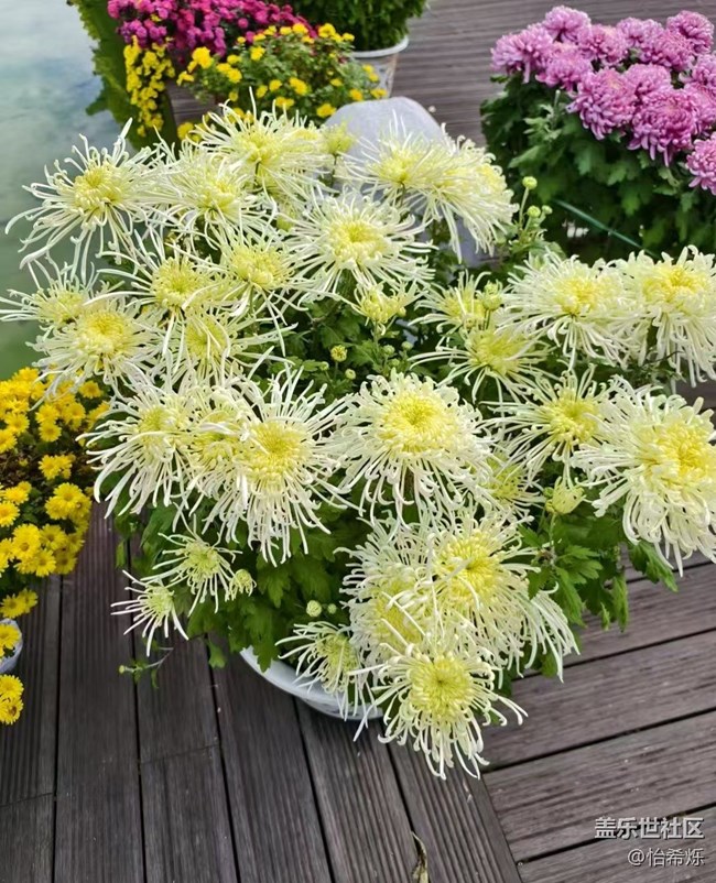 【全镜影像】秋天赏菊