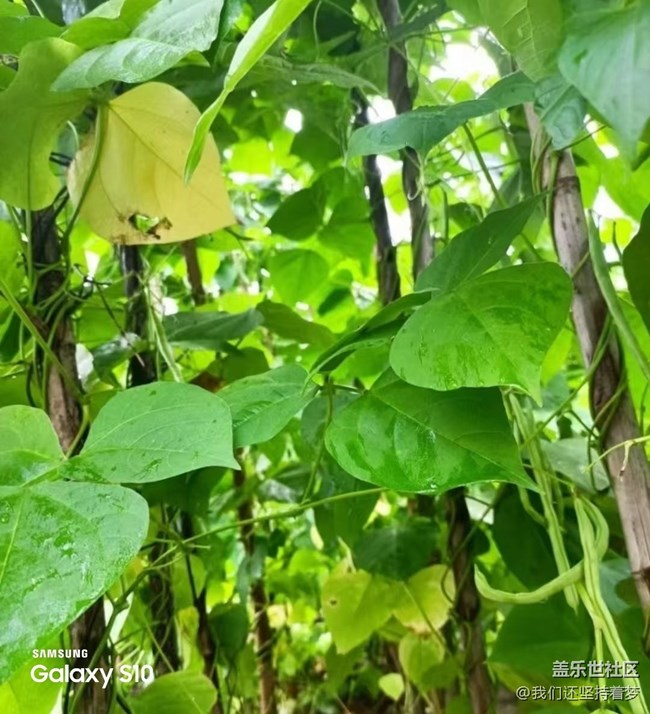 【鹏城寻冬记】田园的快乐