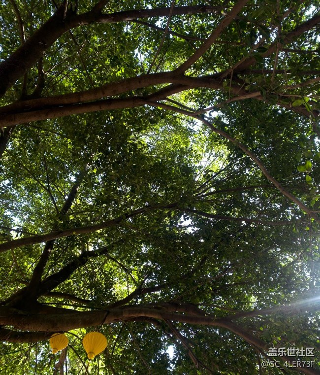 【世间的美好】绿意未央，花事未了