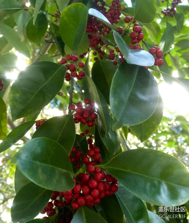 【世间的美好】绿意未央，花事未了