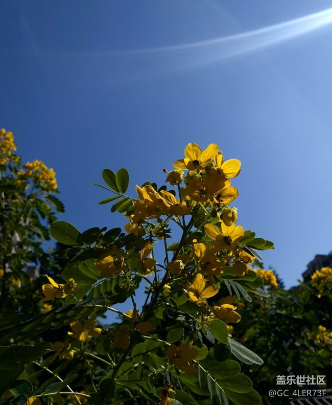 【世间的美好】绿意未央，花事未了